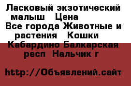 Ласковый экзотический малыш › Цена ­ 25 000 - Все города Животные и растения » Кошки   . Кабардино-Балкарская респ.,Нальчик г.